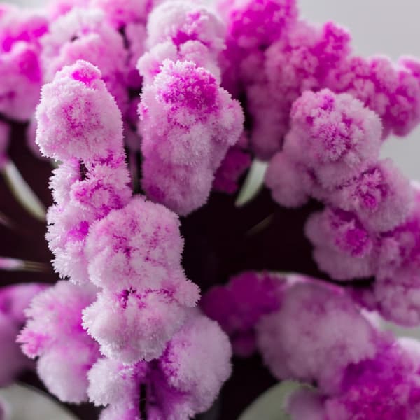 Thumbs Up Bonsai Magisk Sakura