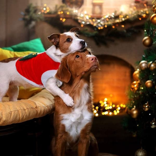 Hunde Juleklær, Hunde Juleklær, Hunde Juleklær