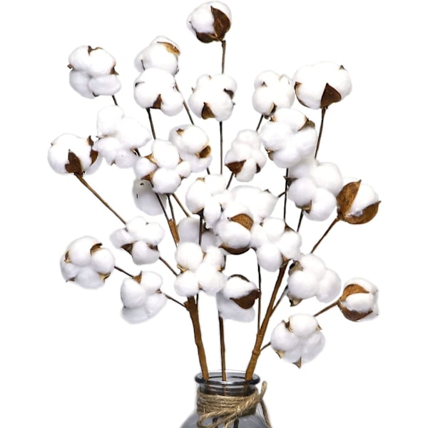 Ancokig 3-pack med 10 naturliga torkade bomullsblommor