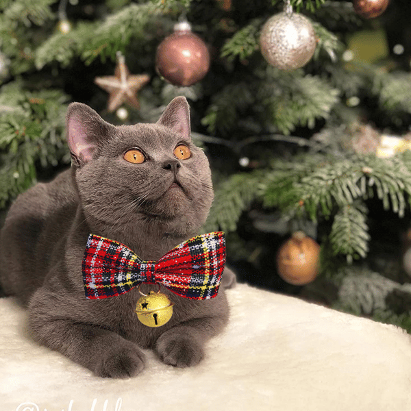 Julhalsband för katt, Julhalsband för katt style 4 M