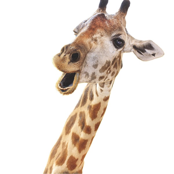 Roliga väggdekor Giraffe fönsterdekaler Söta djurdekaler