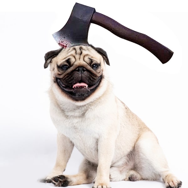 Hundar, katter, huvudbonader, tricksters, rekvisita, husdjur, Halloween