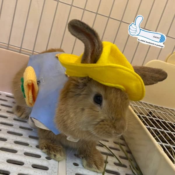 Liten Dyr Hatt Kanin Lue Kjæledyr Hodeplagg Kitty Hode Tilbehør