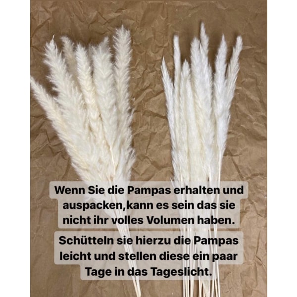 Kuivattu Pampasruoho Suuri Pitkä Pehmeä Pampasvarsi Valkoinen Pampas