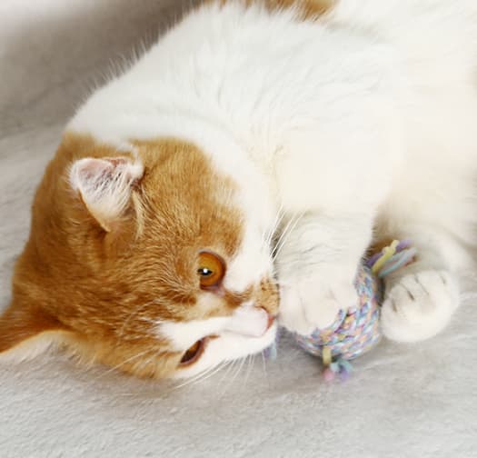 Klockor hårbollar kattungar spö + klingande hårbollar katt
