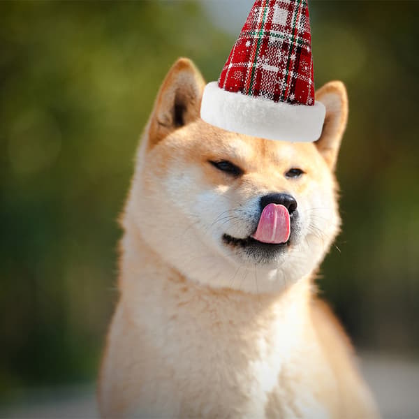 Jul Husdjur Hatt Snöflinga Rutig Husdjur Hund Katt Hatt red