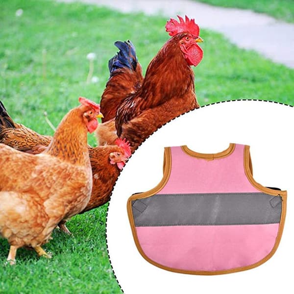 Hönssadlar Fjäderfäförkläden Med Elastiska Band Kycklingskydd