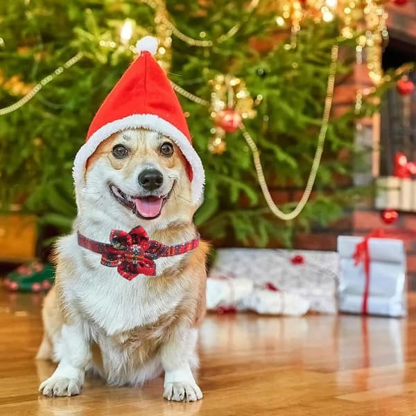 Julehalsbånd til hund, for valper, hunder, katter og kjæledyr
