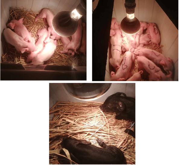 Sett med 2, vanlig glatt 150w, 200w infrarød varmepære