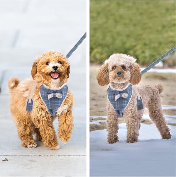 Mørkeblå skotsk stil - Liten hund \"No-Pull\" sele og bånd S