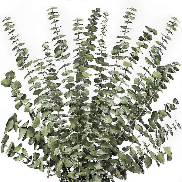 12 stk. Tørrede eukalyptusgrene, grønne stængler, 43 cm 100% ægte naturlige levende eukalyptusblade, plantegrønt dekor