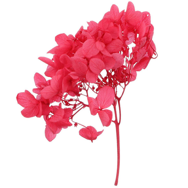 1 Æske Naturlige Tørrede Hortensia Blomster Udødelige Blomster DIY Håndværkstilbehør