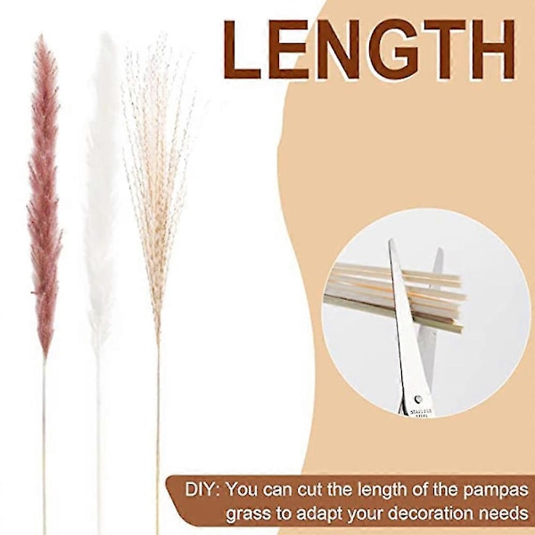 65 stk. Naturlig Tørket Pampasgress, pampas for Boho-arrangementer Bryllup Hjemmeinnredning, blomsterarrangement