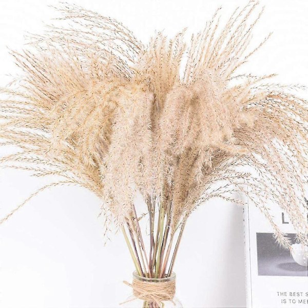 Naturlig 50 stk. Tørret Rør Bundt Buket Blomst, Tørret Blomst Pampasgræs Phragmites Bryllup Holida