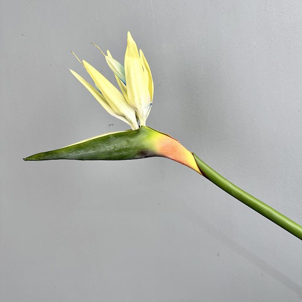 Pehmeäkosketuksinen paratiisilinnun kukka, tekokukat, Strelitzia, kodin sisustus, korkea jäljitelmä, yksittäinen varsi Medium Bird of Paradise White