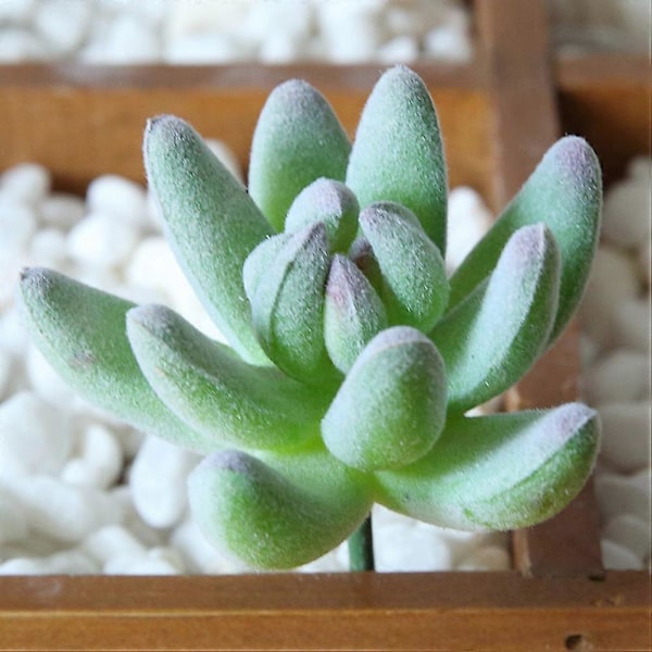 8 stk. Kunstige sukkulentplanter Dekor Falske sukkulentplanter Blomsterarrangementrekvisita