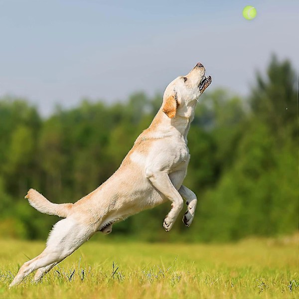 Koiran Tennispallonheitin Heitin Laukaisin Koiran Lemmikkilelut Leikki Nouto Koiran Pallonheitin Koirille Ulkoilu Lemmikkitarvike Noutolelu Tennispallonheitin B blue pet toss