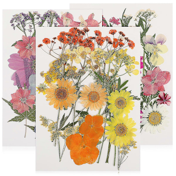 55 stk. Tørrede Blomster DIY Pressede Blomster Tørrede Planter Håndværk Tørrede Blomster Til Scrapbooking Smykkefremstilling