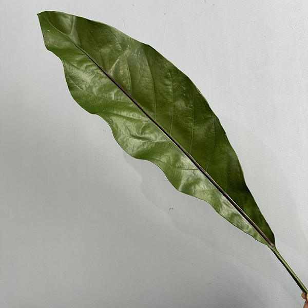 Laadukas PU-palmunlehtiviuhka - Suuret, teräväkärkiset keinopalmunlehdet hääkoristeisiin PU small Fugui leaf
