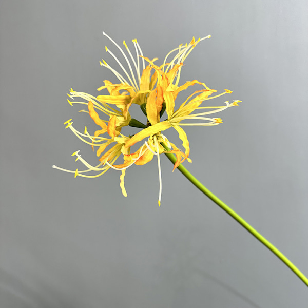 Storm Lily Heminredning Bröllop Foto Rekvisita Konstgjord Blomma Single branch of yellow spider lily