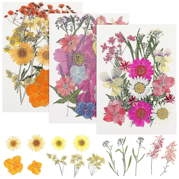 55 stk. Tørkede Blomster DIY Pressede Blomster Tørkede Planter Håndverk Tørkede Blomster For Scrapbooking Smykkefremstilling
