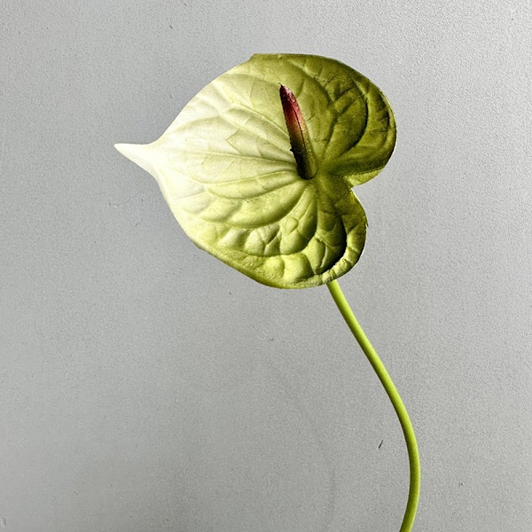 3D Röd Anthurium PU Känsla Konstgjord Blomma för Bröllop Heminredning Dark green with white edges