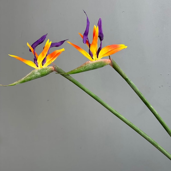 Suuri Laadukas Keino Paratiisilinnunkukka Kodin Sisustukseen ja Häärekvisiitaksi Soft gel bird of paradise orange