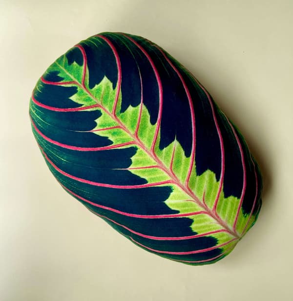 Kudde med blad från Maranta