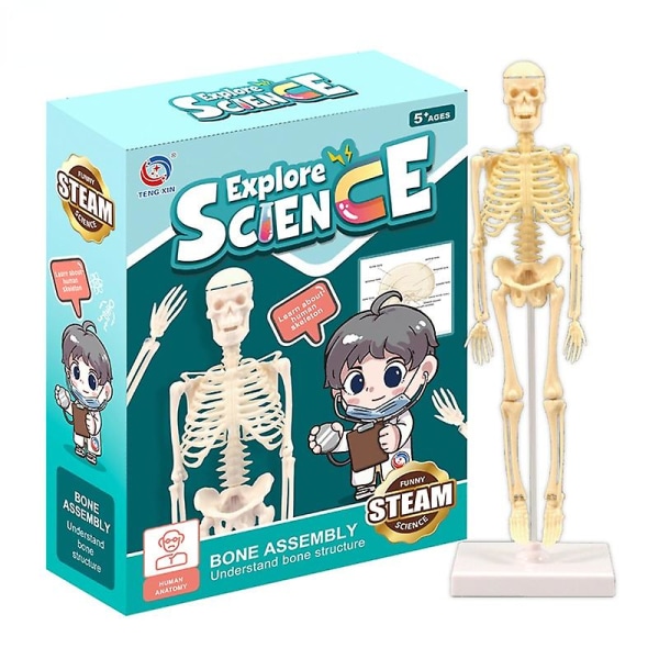 Mänskligt skelett modell barns tidig utbildning läromedel