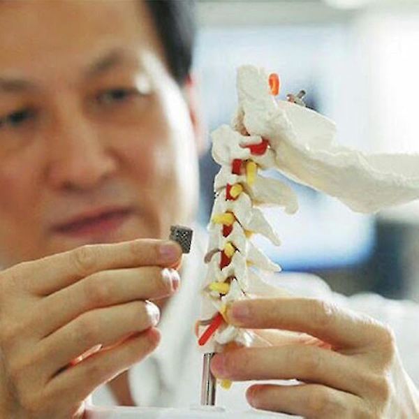 Unisex mänsklig bålkropp Anatomi Anatomisk modell Inre organ Skelettsystem null none