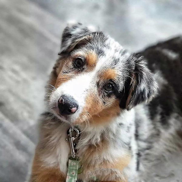 5-pak hummerlås metal drejelig bolt snap drejelig snapkrog kraftig drejelig udløserkrog clip hundesnor clip til hundesnor camping vandreture nøglering