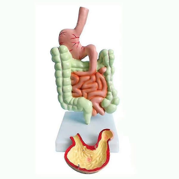 Model of the Human Digestive System, Stomach Anatomy, Large Intestine, Appendix, Rectum, Duodenum, Human Internal O-ZZY