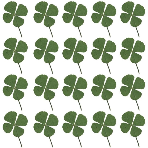 24pcs Natural Pressed Dried Flowers Four-Leaf Clover Leaf Plant for DIY Resin Jewelry Making Art Craft