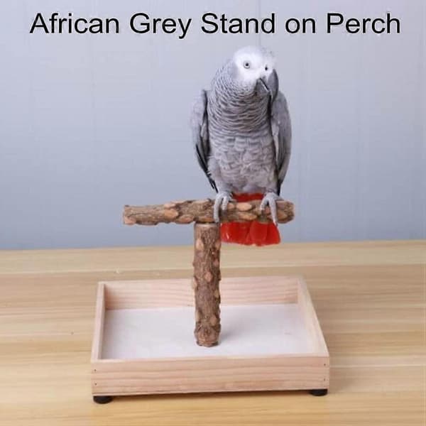 Bird Stand Tabletop, Portable T-Stand, Parrot Play Stand Gym for Small Medium Parrots