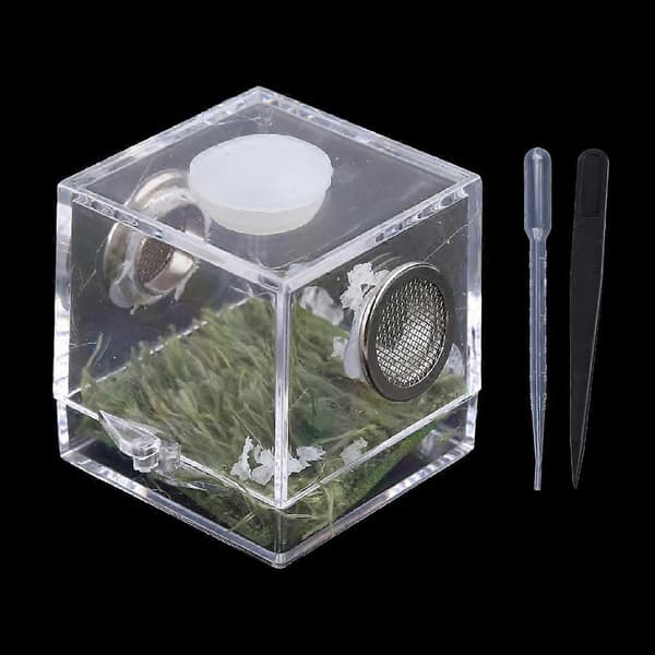 Springende Edderkop Habitat Akryl Foderbur til Nano Terrarium med Trælevende