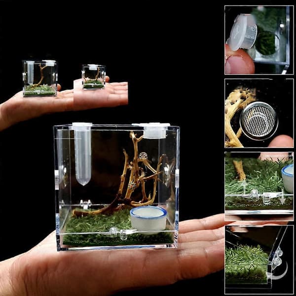 Springende Edderkop Habitat Akryl Foderbur til Nano Terrarium med Trælevende