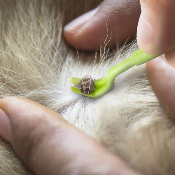 Flåtpincet, flåtfjerner til kæledyr, kat og hund til at fjerne flåter på få sekunder