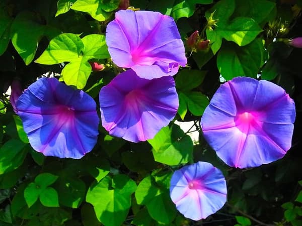 Miniblombyggsats, inklusive träram och kupolformat lock, blå klockblomma
