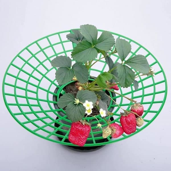 10-pack Strawberry Support, Plant Support with 3 Legs, Strawberry Growing Stand 10 pcs.