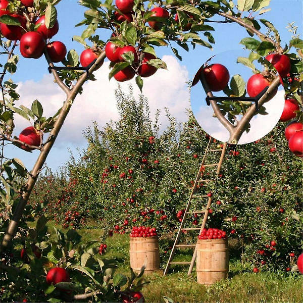 Fruktträdsgrensträckare, för att sträcka grenar, fruktträdsgrensträckare, växtstamträning