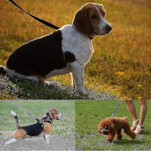 Hundetræningsline 30m Lang Hundeline Ekstra Lang Line Hundeline 30m Lang Hund A