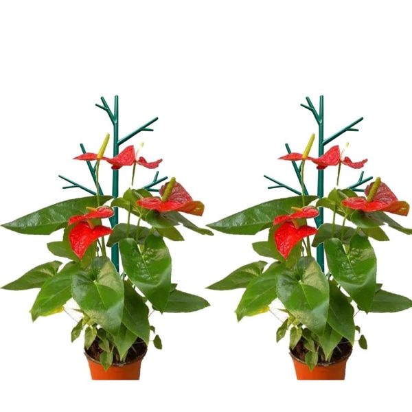 Mordely 5 st Plast Växtstöd Högstativ Växtklätterställning 5Pcs