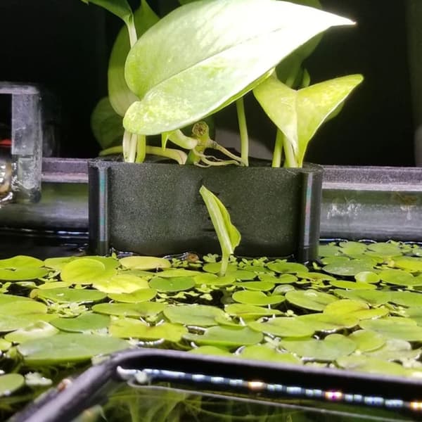 Mordely Emerging Plant Holder Fish Tank LÅNG LÅNG Long