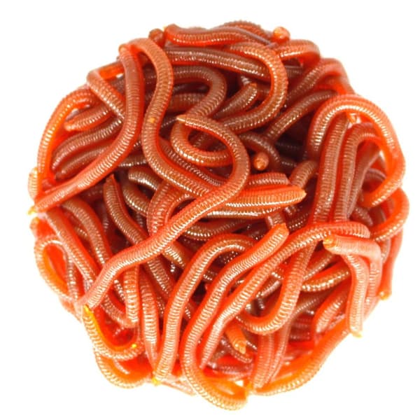 Mordely 100st Worm Red Baits Fiskedrag 5CM-100ST 5CM-100ST 5cm-100pcs