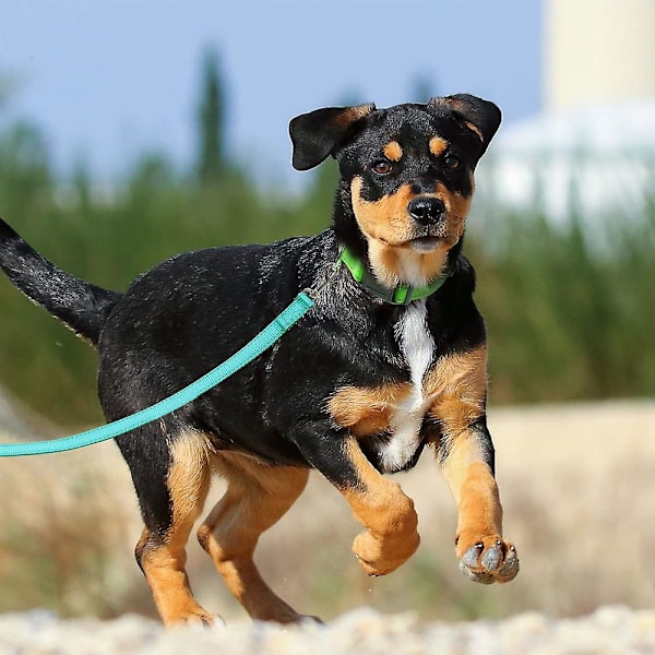 Mordely Elastic Leash With Handle For Training Walks