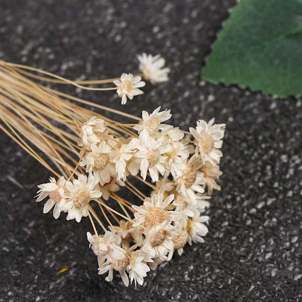 Mordely 30st dekorativa torkade blommor Mini Daisy ORANGE orange