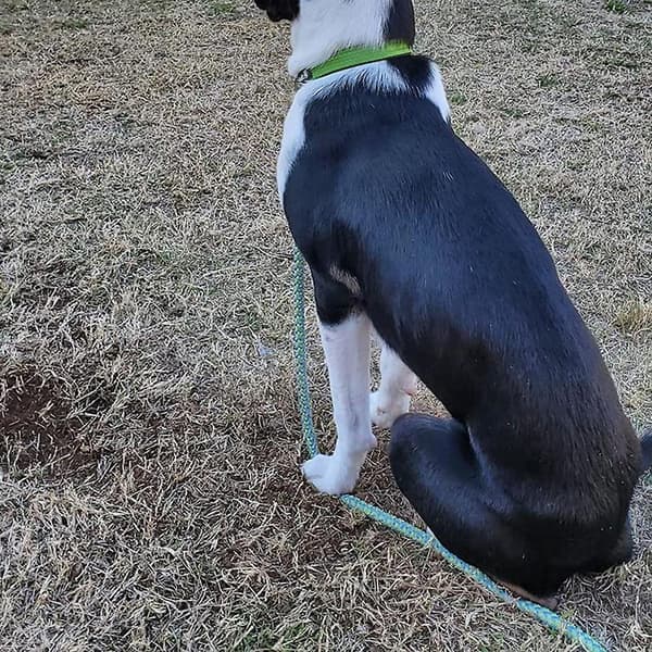 Dog Leash For Dog's Walking Mountain Climbing