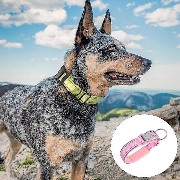 Dog collars and leashes cheap for large dogs