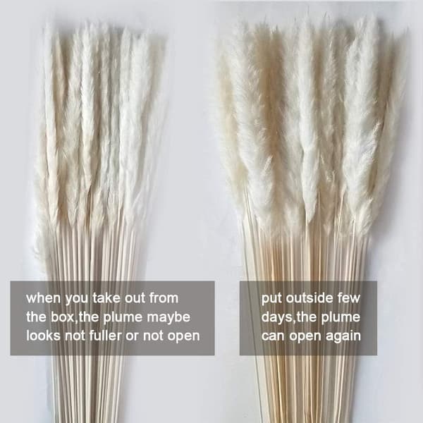 Mordely Dried Pampas Grass Dried Bundle for Home Decoration 30pcs White