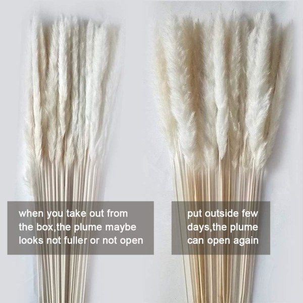 Mordely Dry Pampas Grass Natural Dry Bundle for Home Decoration 60 Pieces White